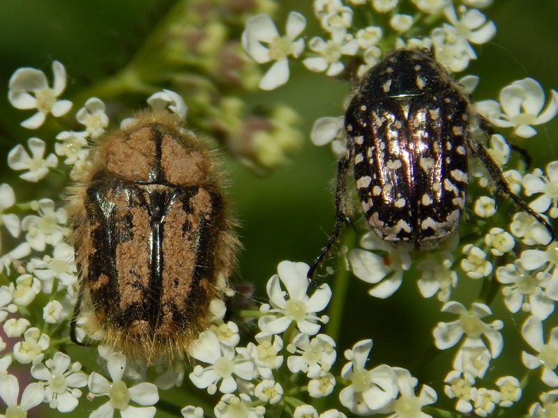 ID Cetonidae: Tropinota squalida ( e Oxythyrea funesta)